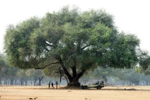 Escenas del Bajo Zambeze. 