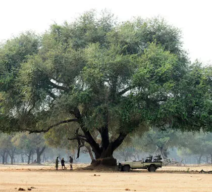 Escenas del Bajo Zambeze. 