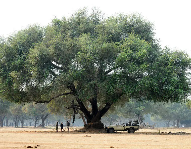 Lower Zambezi scenes. 