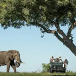 Expect wild encounters on game drives. 