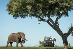Expect wild encounters on game drives. 