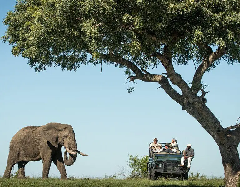 Expect wild encounters on game drives. 