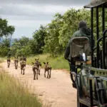Rastreo de perros salvajes en Sabi Sands.