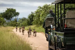 Rastreo de perros salvajes en Sabi Sands.