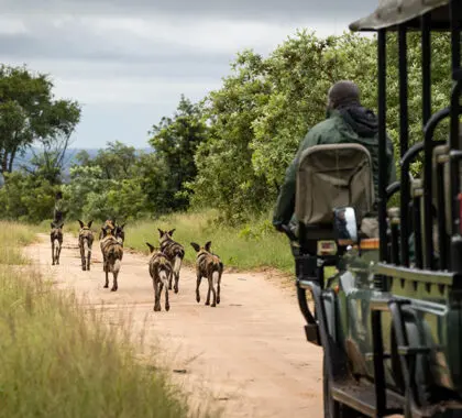 Rastreo de perros salvajes en Sabi Sands.