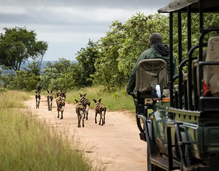 Tracking wild dogs in the Sabi Sands.
