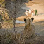 Observe a los Cinco Grandes en safaris guiados a pie.