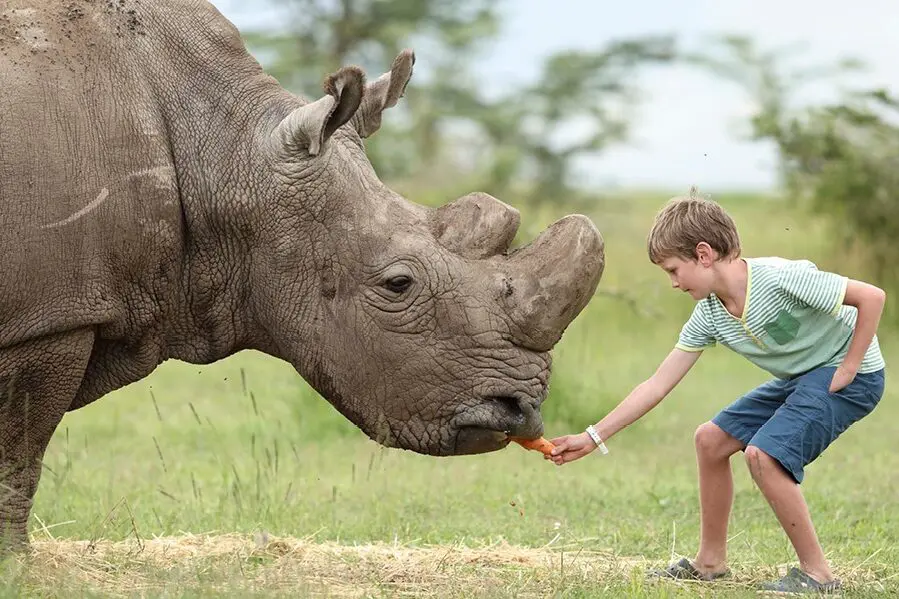 A young boy bends down to feed a rhino a carrot during a supervised encounter in Ol Pejeta Conservancy | Go2Africa