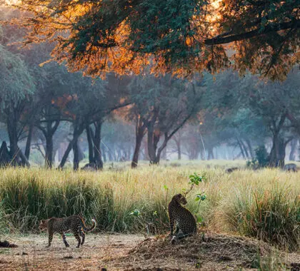 Leopards in the Winterthorn Forest.
