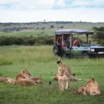 Where the herds are, you can expect predators. 