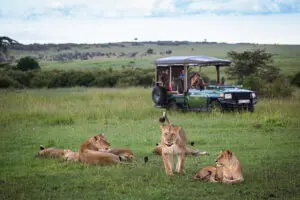 Where the herds are, you can expect predators. 