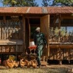 Despiértese cada día con el cloqueo de las gallinas mientras los simpáticos trabajadores recogen los huevos para su desayuno matutino.