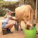 Conviértase en granjero por un día con una auténtica experiencia de ordeño de vacas.