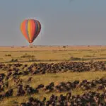 Experience the migration from a hot-air balloon. 