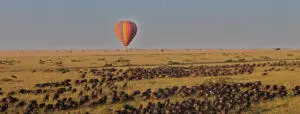 Experience the migration from a hot-air balloon. 