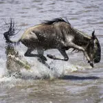 The dangers of crossing the Mara River.