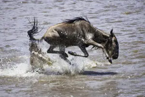 The dangers of crossing the Mara River.