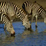 Zebra form an integral part of the migration. 