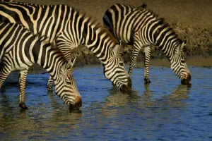 Zebra form an integral part of the migration. 