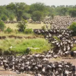 The great Migration in full swing. 