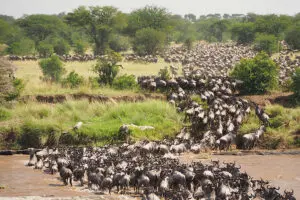 The great Migration in full swing. 