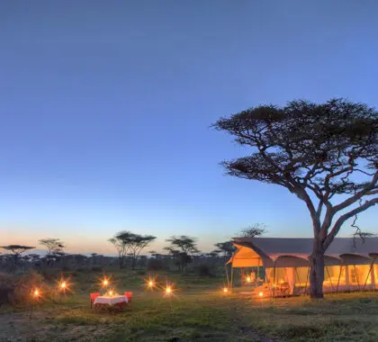 Veladas bajo el cielo africano | Serengeti Under Canvas 