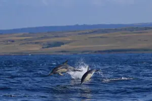 gwegwe-beach-lodge-wild-coast-nuevas-imágenes-2025-delfines