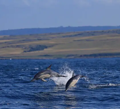 gwegwe-beach-lodge-wild-coast-novas-imagens-2025-dolphins