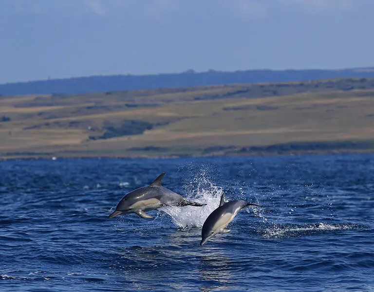 gwegwe-beach-lodge-wild-coast-new-images-2025-dolphins