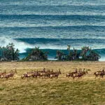 La reserva permite avistar fauna terrestre y marina, a veces al mismo tiempo.