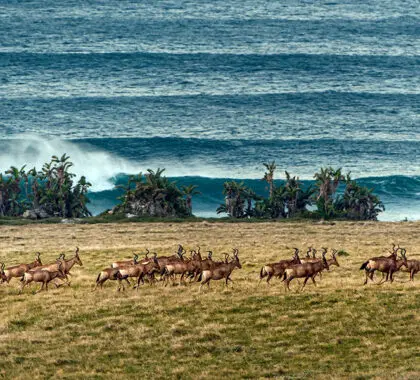 A reserva permite-lhe observar a vida selvagem terrestre e marinha, por vezes ao mesmo tempo!