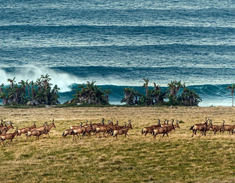 The reserve uniquely allows you to spot land and sea wildlife, sometimes at the same time!