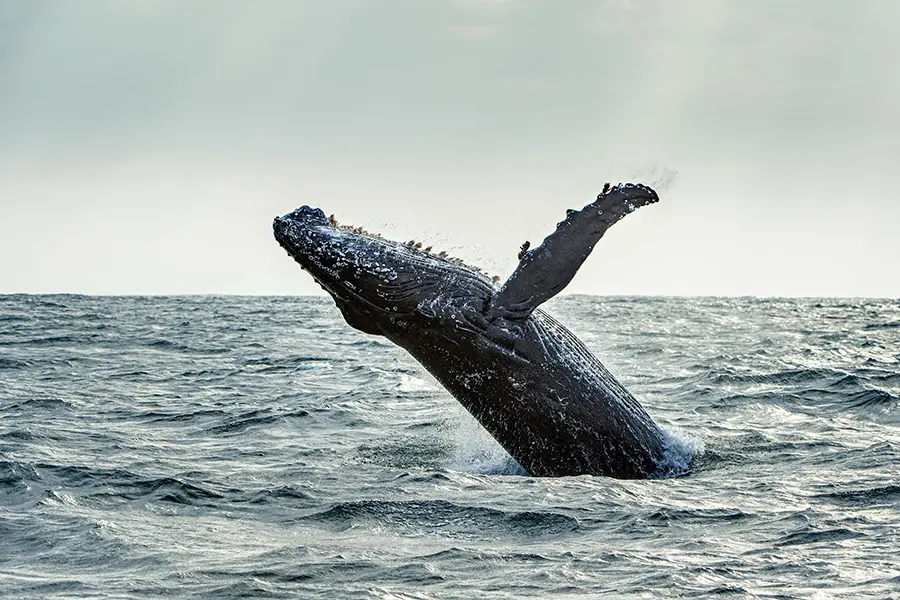 A humpback whale makes a stunning appearance near GweGwe Beach Lodge