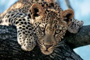 Avistamiento de un leopardo en Kruger. 