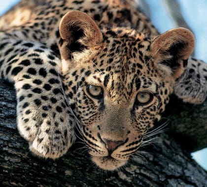 Avistamiento de un leopardo en Kruger. 