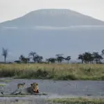 Un emocionante avistamiento de leones con el telón de fondo perfecto.