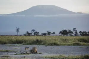 A thrilling lion sighting with the perfect backdrop. 