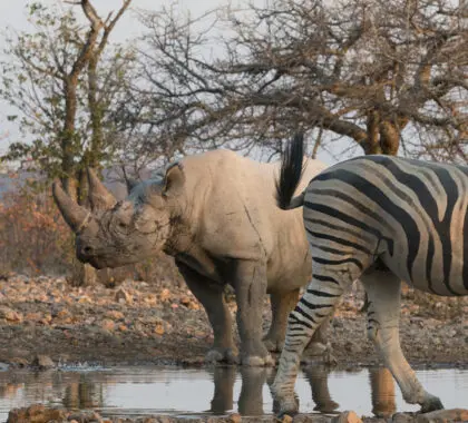 Namibia frente a Botsuana: ¿Cuál es el mejor safari?