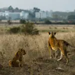 Das Stadtbild ist Ihre Kulisse auf Pirschfahrten im Nairobi National Park | Nairobi Tented Camp