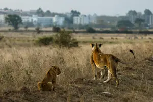 The cityscape is your backdrop on game drives in Nairobi National Park | Nairobi Tented Camp