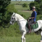 Horse riding in the Masai Mara with a lion in the background. 