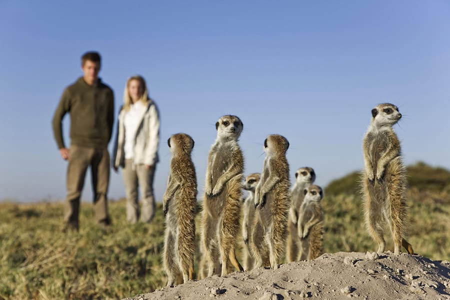Avistamiento de suricatas en el Parque Nacional de Makgadikgadi, Botsuana | Go2Africa