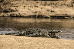 Exceptional wildlife encounters. 