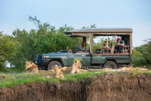 Lions abound in the reserve. 