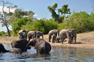Avistamiento de elefantes en Muchenje Safari Lodge. 