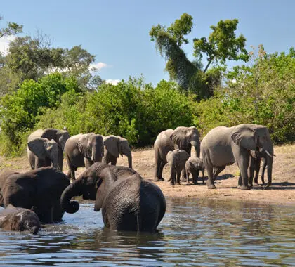 Avistamiento de elefantes en Muchenje Safari Lodge. 