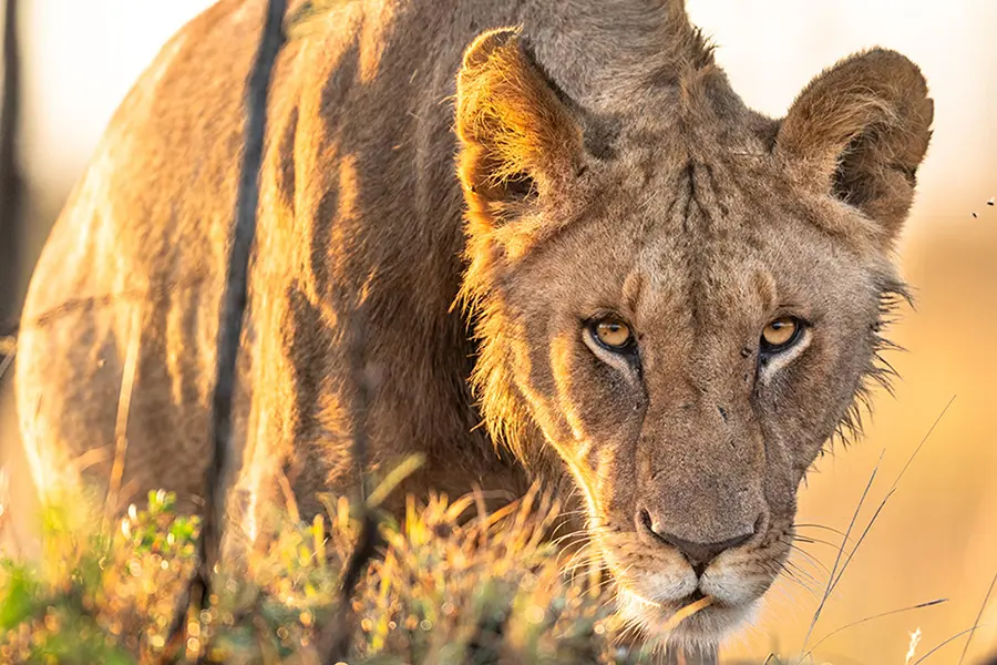 Avistamientos de leones en el Masai Mara, Kenia | Go2Africa 
