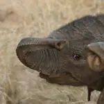 Exceptional wildlife encounters. 