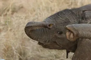 Exceptional wildlife encounters. 