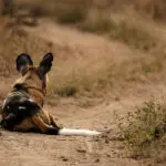 A sighting of the endangered African wild dog. 